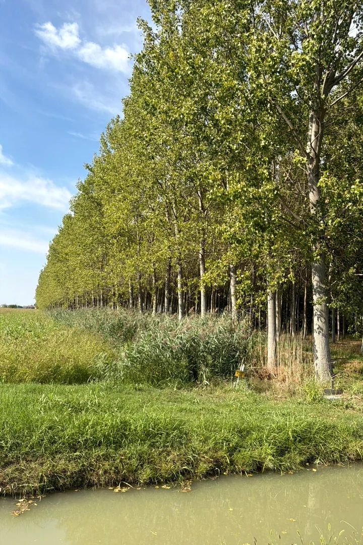 Filari di alberi accanto ad un canale